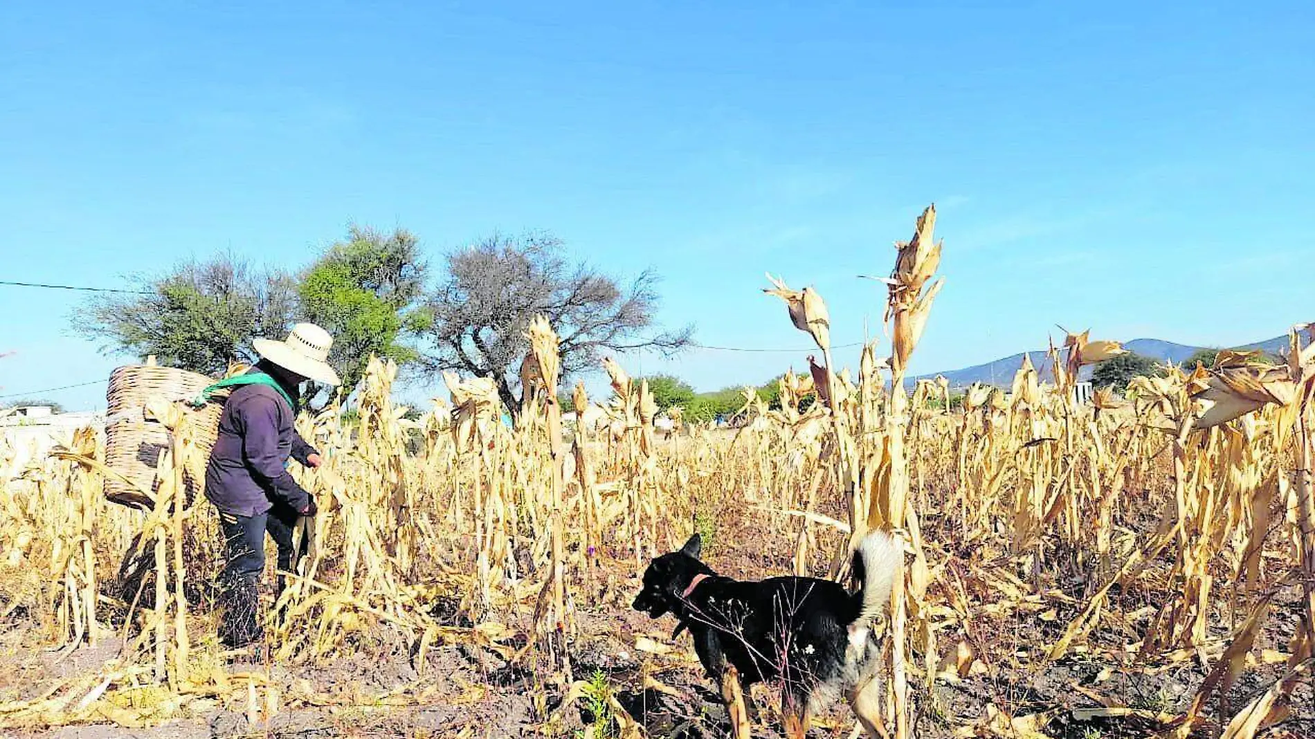 Cientos de milpas mueren por falta de agua 